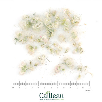 PIED DE CHAT capitule floral