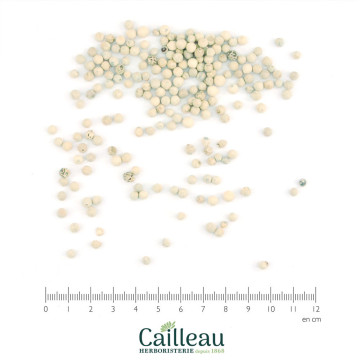 PEPPER (WHITE) seed