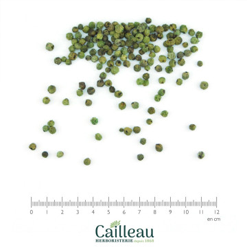 GREEN PEPPER seed