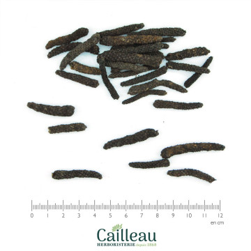 LONG PEPPER fruit