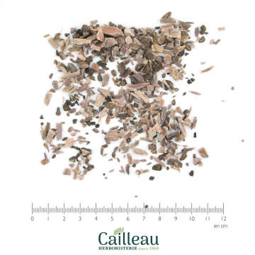 TEPEZCOHUITE bark cut