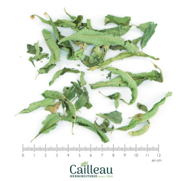 VERBENA ODORANTE hoja...