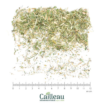 EYEBRIGHT aerial part cut