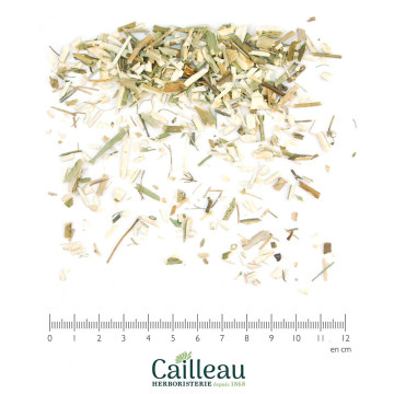 FENNEL (SWEET) aerial part,...