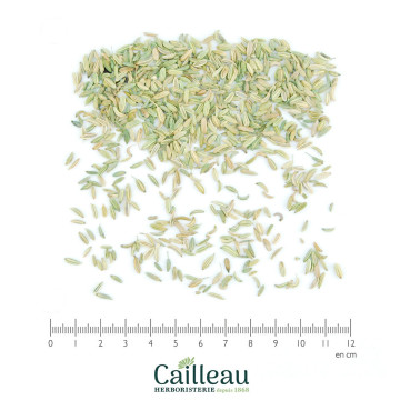 FENNEL (SWEET) fruit,...