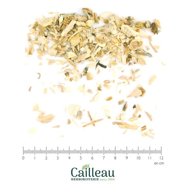 FENNEL root cut