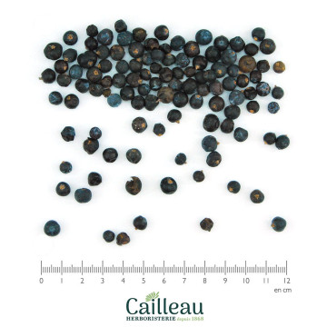 JUNIPER berry