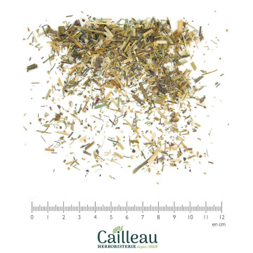 HERB ROBERT aerial part cut