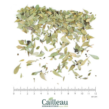 GLOBULARIA leaf cut