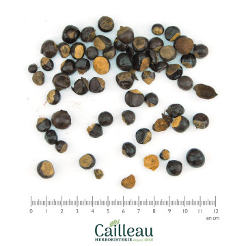 GUARANA graine