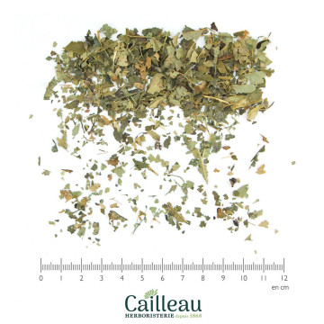 WITCH HAZEL leaf, FRANCE  cut