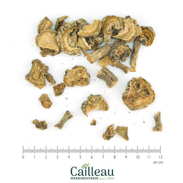 DEVIL'S CLAW root H. zeyheri