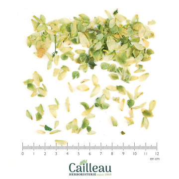 HOUBLON cône coupé