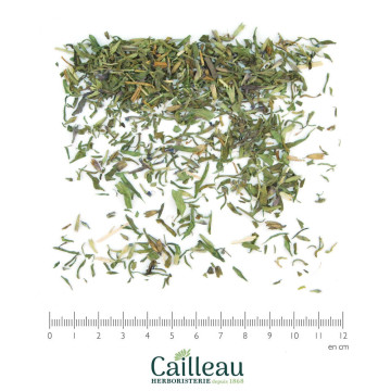 HYSSOP leaf