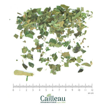 IVY leaf cut
