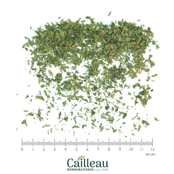LIVECHE feuille coupé