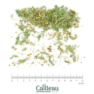 CLUB MOSS aerial part cut