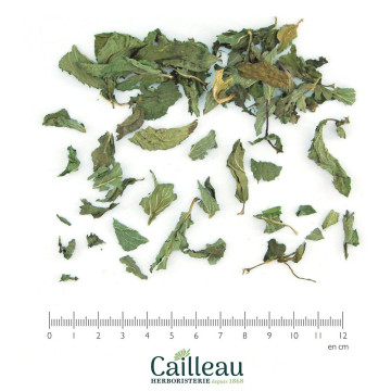 MENTA entera