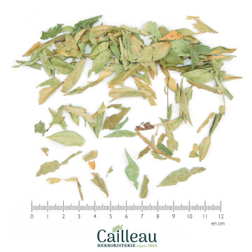 MYRTLE leaf