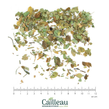 MYRTILLE feuille coupé