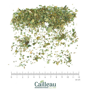 NOISETIER feuille coupé