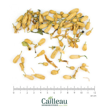 BITTER ORANGE bud