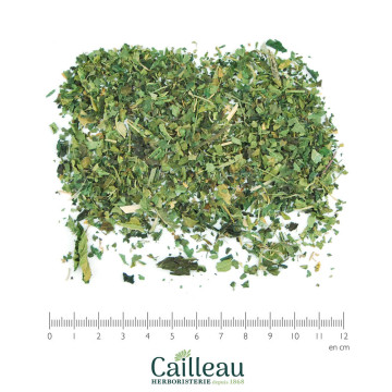 NETTLE (STINGING) leaf cut