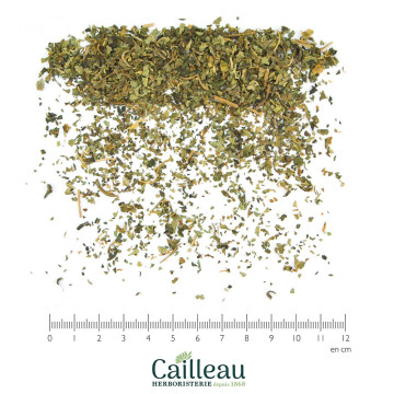 PAPAYA leaf cut
