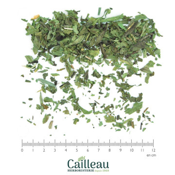 PLANTAIN LANCEOLE feuille...