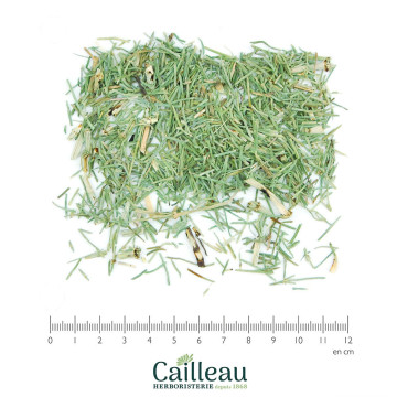 HORSETAIL aerial part cut