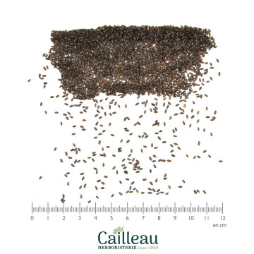 Semilla de BLACK PSYLLIUM