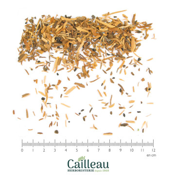 RHATANY root cut