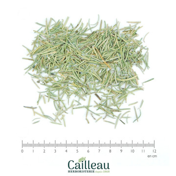 ROSEMARY leaf