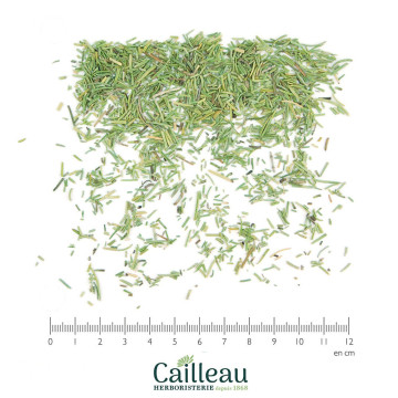 ROSEMARY leaf cut