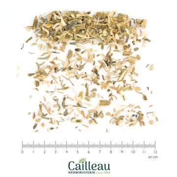 MEXICAN SARSAPARILLA root cut