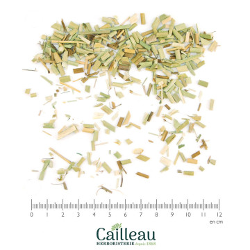 SANICLE aerial part cut