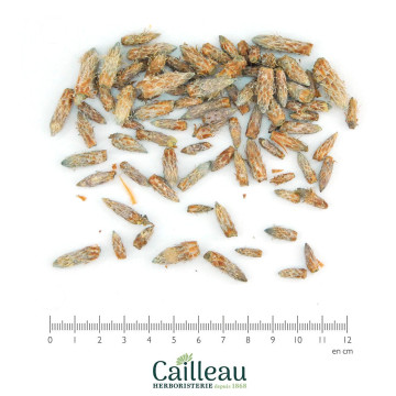 Brote PIN SYLVESTRE