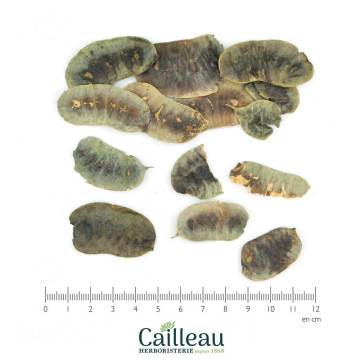 SENNA (TINNEVELLY) follicle