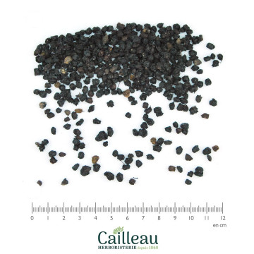 ELDERBERRY fruit