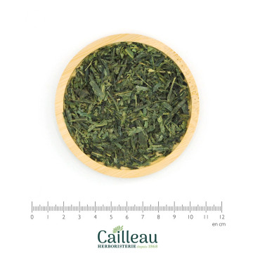 EL VERT SENCHA