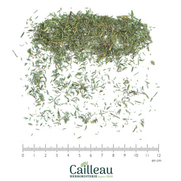 THYME leaf