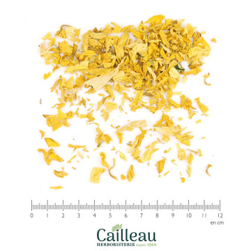TOURNESOL pétale coupé