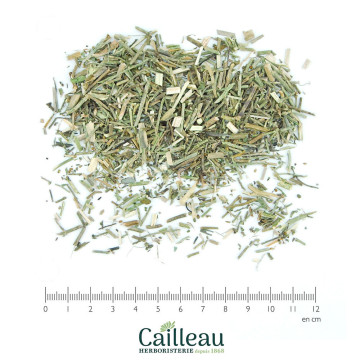 VERVEINE OFFICINALE partie...
