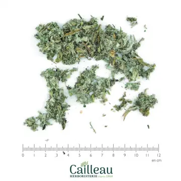 ARTICHAUT BIO feuille coupé