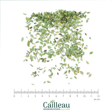 LEMON THYME leaf, ORGANIC