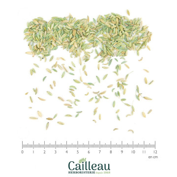 FENOUIL DOUX BIO fruit