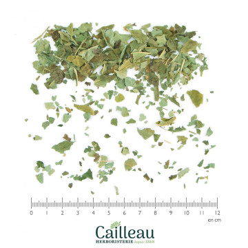 ASH leaf, extra grade,...