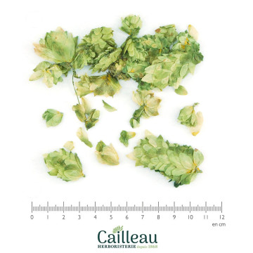 HOUBLON BIO cône entier