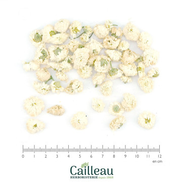 CAMOMILLE ROMAINE BIO fleur