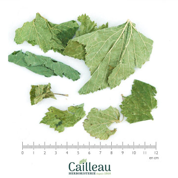 CASSIS BIO hoja entera